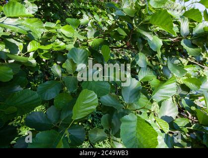 Schwarzalder (Alnus glutinosa) Stockfoto