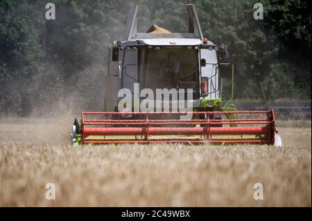 Dormagen, Deutschland. Juni 2020. Ein Landwirt nutzt einen Mähdrescher, um Wintergerste in der Nähe von Dormagen zu ernten. Quelle: Henning Kaiser/dpa/Alamy Live News Stockfoto