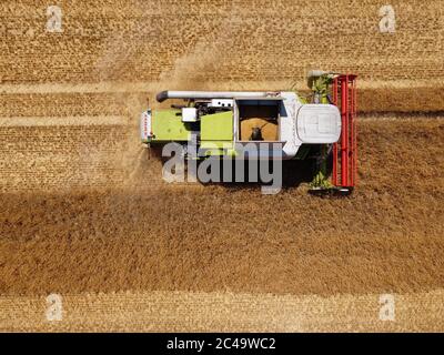 Dormagen, Deutschland. Juni 2020. Ein Landwirt nutzt einen Mähdrescher, um Wintergerste in der Nähe von Dormagen zu ernten. Das Bild wurde mit einer Drohne aufgenommen. Quelle: Henning Kaiser/dpa/Alamy Live News Stockfoto