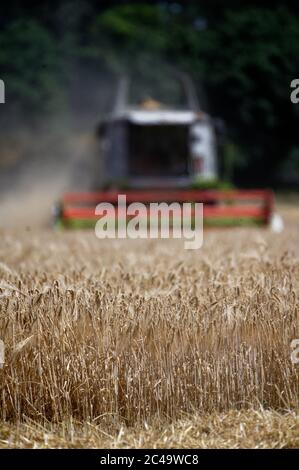 Dormagen, Deutschland. Juni 2020. Ein Landwirt nutzt einen Mähdrescher, um Wintergerste in der Nähe von Dormagen zu ernten. Quelle: Henning Kaiser/dpa/Alamy Live News Stockfoto