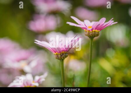 2 Blüten von Marguerite Gänseblümchen (Argyranthemum frutescens) vor einem verschwommenen Hintergrund mit anderen Gänseblümchen. Stockfoto