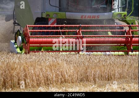 Dormagen, Deutschland. Juni 2020. Ein Landwirt nutzt einen Mähdrescher, um Wintergerste in der Nähe von Dormagen zu ernten. Quelle: Henning Kaiser/dpa/Alamy Live News Stockfoto