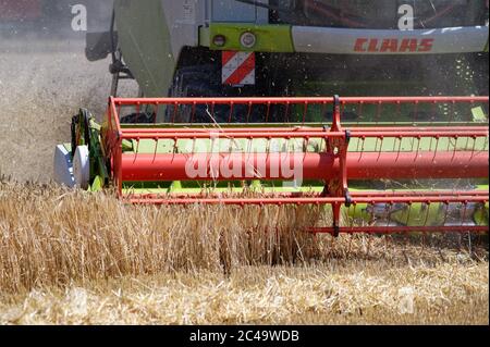 Dormagen, Deutschland. Juni 2020. Ein Landwirt nutzt einen Mähdrescher, um Wintergerste in der Nähe von Dormagen zu ernten. Quelle: Henning Kaiser/dpa/Alamy Live News Stockfoto