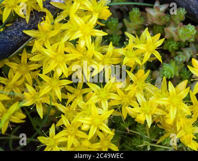 Goldmoss Mauerpfeffer (Sedum Acre) Stockfoto