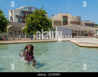 Schottisches Parlament, Edinburgh, Schottland. 25. Juni 2020. Heisses Wetter in Edinburgh Maya der Hund kühlt sich in den Teichen vor dem schottischen Parlament ab © Richard Newton / Alamy Live News Stockfoto