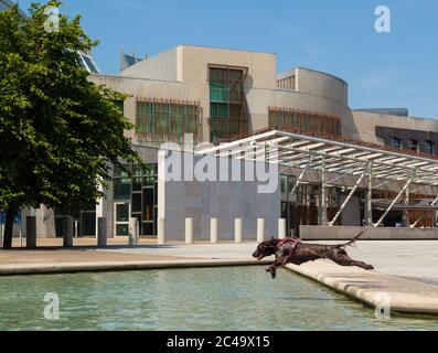 Schottisches Parlament, Edinburgh, Schottland. 25. Juni 2020. Heisses Wetter in Edinburgh Maya der Hund kühlt sich in den Teichen vor dem schottischen Parlament ab © Richard Newton / Alamy Live News Stockfoto