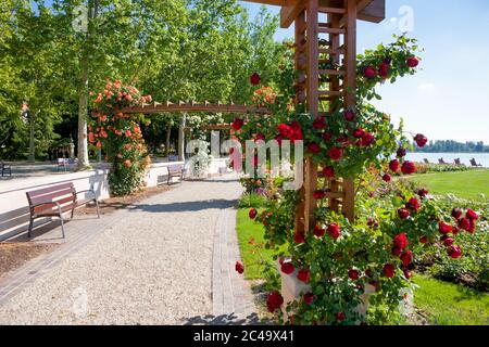 Rosengitter und Garten am Strand des Plattensees, in Balatonfüred, Ungarn Stockfoto