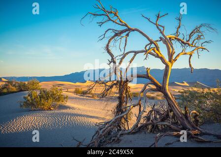 Am frühen Morgen kurz nach Sonnenaufgang zeigen die Schatten Strukturen im Sand, die vom Wind gemacht wurden. Die Pflanzen scheinen zu leuchten. Stockfoto