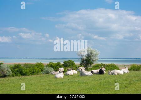 Graue Rasseln am Plattensee in der Nähe von Balatonfüred in Ungarn Stockfoto