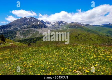 Blauer Himmel, Berge und Löwenzahn, am Col de Puymorens, nahe der französischen spanischen Grenze Stockfoto