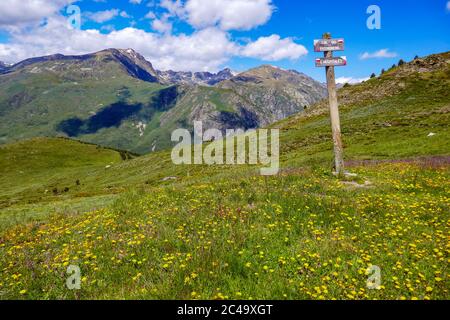 Blauer Himmel, Berge und Löwenzahn, am Col de Puymorens, nahe der französischen spanischen Grenze Stockfoto