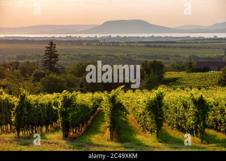 Weinberge mit dem Plattensee und dem Badacsony Berg bei Sonnenuntergang in Ungarn Stockfoto