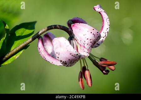 Die wilde Blume Lilium martagon hat einige Namen: Lilie von Istanbul oder Sultan Lily oder Dragon Lily. Das Profilbild zeigt alle Details der Blüte. Stockfoto