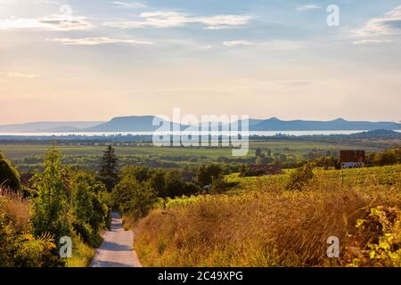 Goldener Sonnenuntergang über Weinbergen mit dem Badacsony Berg und dem Plattensee in Ungarn Stockfoto
