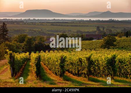 Weinberge und der Badacsony Berg mit Plattensee bei Sonnenuntergang in Ungarn Stockfoto