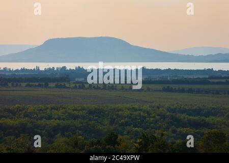 Weinberge und der Badacsony Berg mit Plattensee nach Sonnenuntergang in Ungarn Stockfoto