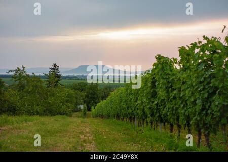 Weinberg am Plattensee mit dem Badacsony Berg im Hintergrund in Ungarn Stockfoto