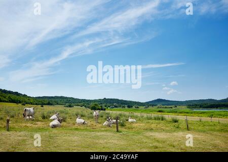 Ländliche Landschaft mit ungarischen grauen Rasseln in Tihany in der Nähe des Plattensees in Ungarn Stockfoto