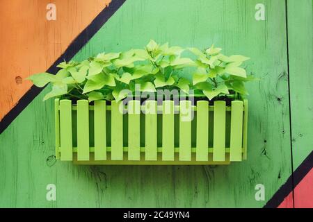 Grüne Blumen in Töpfen auf der Straße in Wohnanlage. Töpfe mit Buschpflanzen vor dem Hintergrund eines mehrfarbigen Holzzauns. Landschaftsgestaltung Stockfoto