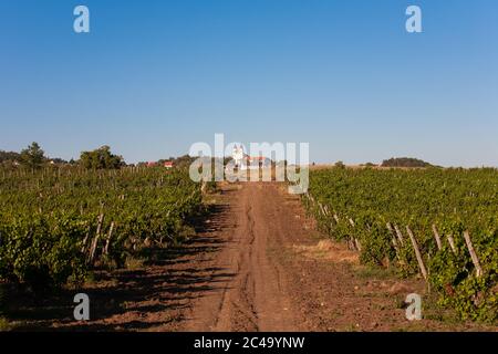 Weinberg in der Nähe von Tihany und Balaton mit der Abtei im Hintergrund in Ungarn Stockfoto