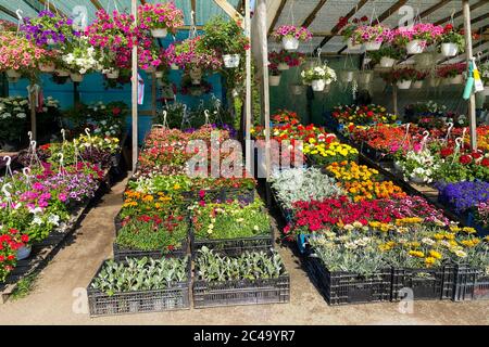 Vielfalt blühende Blumen in lokalen Markt für die Dekoration der lokalen Gegend. Dekorative Petunien und andere Pflanzen stehen zum Verkauf. Gartengeschäft mit Blumen. Fl Stockfoto