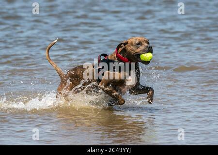 Southport, Merseyside, Großbritannien. Juni 2020. Der 6-jährige Bruno der Boxer hat den besten Tag aller Zeiten, als er sich im Meer am Southport Beach in Merseyside abkühlt. Quelle: Cernan Elias/Alamy Live News Stockfoto