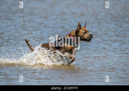 Southport, Merseyside, Großbritannien. Juni 2020. Der 6-jährige Bruno der Boxer hat den besten Tag aller Zeiten, als er sich im Meer am Southport Beach in Merseyside abkühlt. Quelle: Cernan Elias/Alamy Live News Stockfoto