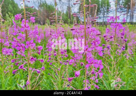 Wldflower-Feuerkraut, blühend auf der Wiese. Sommerlandschaft. Chamaenerion angustifolium, ivan Tee Stockfoto