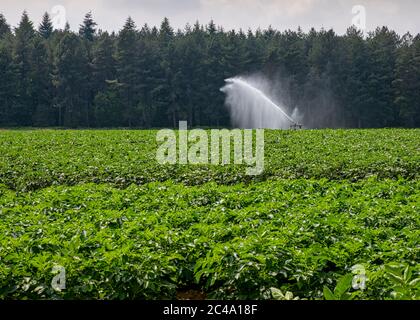 Bauer Bewässerungsfelder im ländlichen norfolk Stockfoto