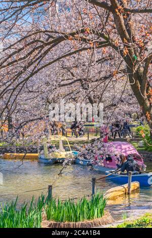 tokio, japan - märz 31 2020: Ehepaar genießt Boot Pedalo im Shinobazu Teich des Kaneiji-Tempels unter den Kirschblüten des Ueno-Parks. Stockfoto