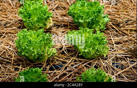 Der Sommersalat wird in Gemüsegärten mit Strohbelag angebaut, um die Feuchtigkeit des oberen Bodens zu kontrollieren. Stockfoto