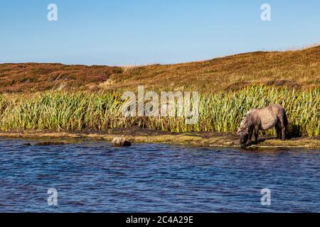 Ein wildes Pony, das von Loch Bee auf der Insel South Uist in den Hebriden trinkt Stockfoto