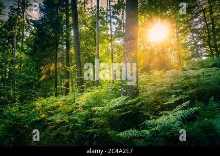 Die Abendsonne scheint durch das Laub der Bäume im UNESCO Biosphärenreservat Pfälzerwald. Stockfoto