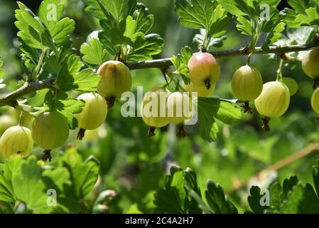 Stachelbeere Stockfoto