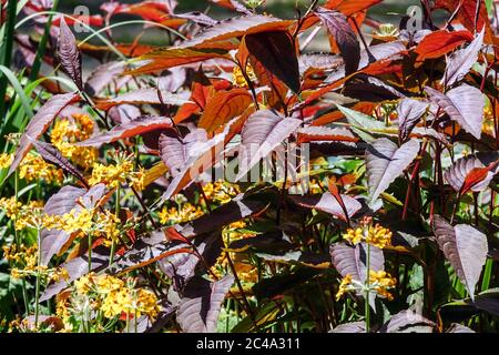 Persicaria Roter Drache, Primula bulleyana Primrose Stockfoto