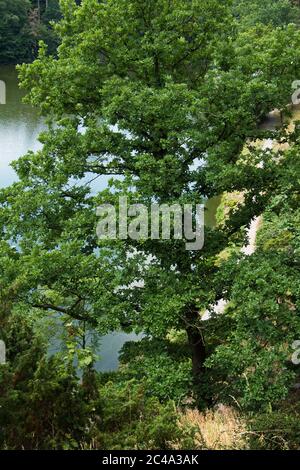 Riesenbaum im Park in Pruhonice bei Prag in Tschechien, Europa Stockfoto