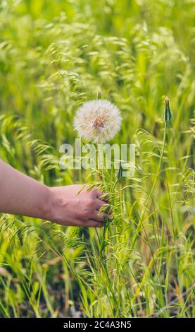 Nahaufnahme der Hand der Frau hält großen weißen Löwenzahn. Blühender Blowball im grünen Gras. Stockfoto