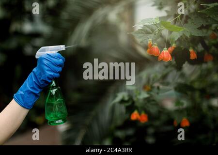 Zugeschnittenes Bild von der Hand der weiblichen Floristin oder Gärtnerin in Blumenladen oder Gewächshaus mit tropischen Pflanzen und Blumen, Spritzen Wasser mit grünen Sprinkler Stockfoto