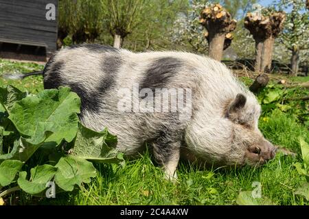 Pot-bellied Pig wandern in das Gras auf dem Bauernhof Stockfoto