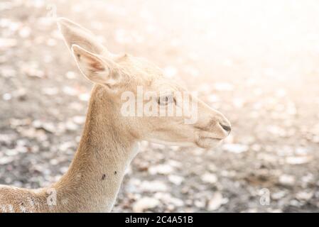 Junger Damhirsch, Dama dama, Nahaufnahme Porträt Stockfoto