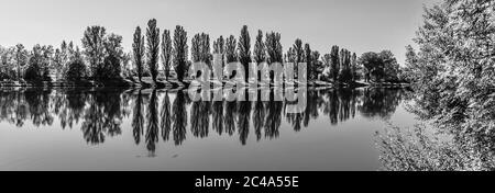 Allee von üppigen grünen Pappeln spiegelt sich im Wasser an sonnigen Sommertag. Schwarzweiß-Bild. Stockfoto