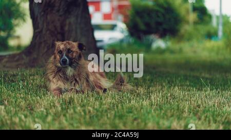 Großer streunender Hund, der auf Gras ruht. Obdachloser Putsch in der Nähe von Baum im Freien. Stockfoto