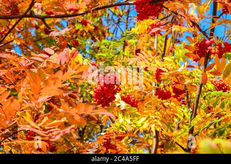 Trauben von rot reifer Bergasche und gelben, orange, grünen Blättern gegen einen blauen Himmel im Herbst. Heller sonniger Herbsttag. Herbststimmung. Stockfoto