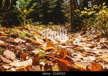 Nahaufnahme von gefallenen Blättern auf einem Pfad im Herbstwald. Heller sonniger Herbsttag. Selektiver Fokus. Nahaufnahme. Leerzeichen für Text. Stockfoto