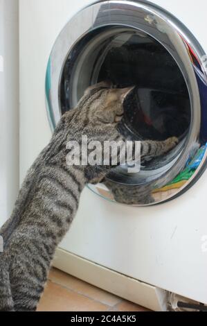 Neugierige tabby Katze Kätzchen spielen mit der taumelnden Wäsche in der Waschmaschine Stockfoto