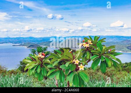 Frangipani Blume oder Plumeria Blume blüht auf Baum mit schöner Landschaft der Natur mit einem großen Stausee über dem Srinagarind Staudamm bei Rai Ya Yam Stockfoto