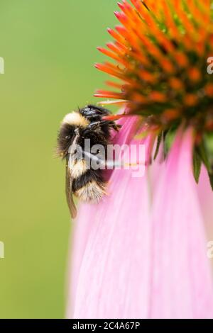 Hummel fies an einem sonnigen Sommertag und findet Pollen auf einer Blüte von Echinacea und bestäubt sie Stockfoto