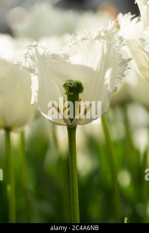 Nahaufnahme einer weißen Tulpe, die in zwei Hälften geschnitten wurde, mit Staubgefäßen und Stempeln, die an einem sonnigen Tag mit anderen weißen Tulpen im Hintergrund sichtbar sind Stockfoto