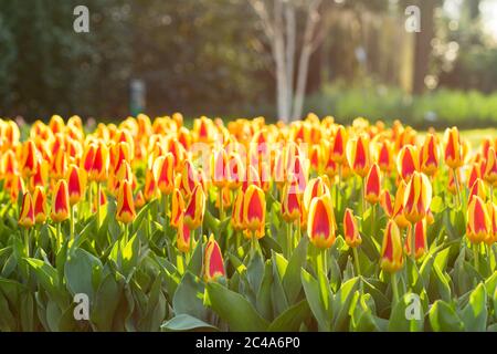 Feld von gelben und roten Tulpen an einem sonnigen Frühlingstag mit Sonnenlicht scheint durch die Blätter Stockfoto