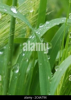 Wassertropfen auf dem Rasen Stockfoto